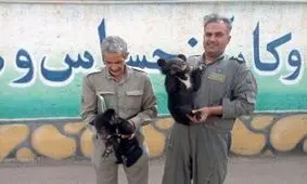 کشف دو توله خرس از یک اتوبوس مسافربری