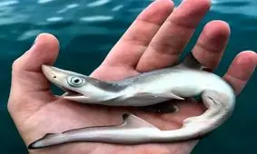 تا حالا جنین کوسه دیده بودید؟ /ویدئو