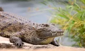 سارقان تمساح ۲/۵ متری دستگیر شدند 