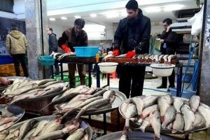 ۱۱ کیلوگرم؛ سرانه مصرف مردم اصفهان از آبزیان در سال/ سرانه مصرف ماهی در جهان برای هر فرد ۲۱ کیلوگرم است