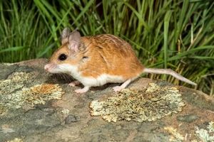 نگرانی دانشمندان درباره شیوع آبله موش