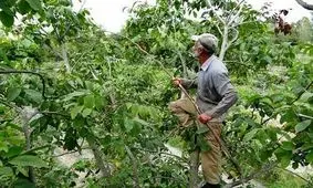 کشته‌ های گردوتکانی در همدان