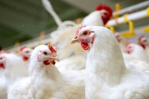 ۷ تن مرغ قاچاق در سرخه کشف شد