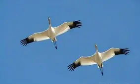 درنای امید همراه رویا رفت