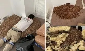 انبار بلوط یک دارکوب؛ کشف باورنکردنی از دیوار‌های یک خانه/ ویدئو