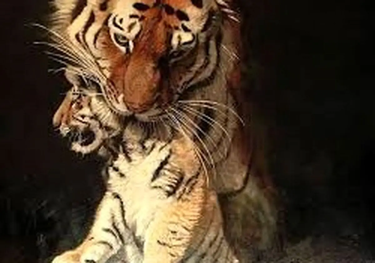 زیباترین «نقاشی‌های حیات وحش» در سال 2025 که برندۀ جایزه شدند 