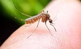 پشه‌ های خسته به‌ جای نیش‌ زدن ما بیشتر ترجیح می‌دهند بخوابند