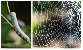  محققان ژنتیک توانستند از کرم ابریشم تار عنکبوت تولید کنند