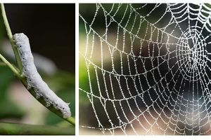  محققان ژنتیک توانستند از کرم ابریشم تار عنکبوت تولید کنند