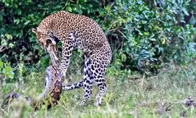 نزاع مرگبار یک پلنگ با مار پیتون غول پیکر / حیات وحش کنیا شما را شگفت‌زده می‌کند/ ویدئو 