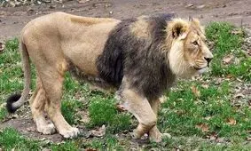 شیر نر یک بچه‌پلنگ را جلوی چشمان مادرش شکار کرد/ ویدئو