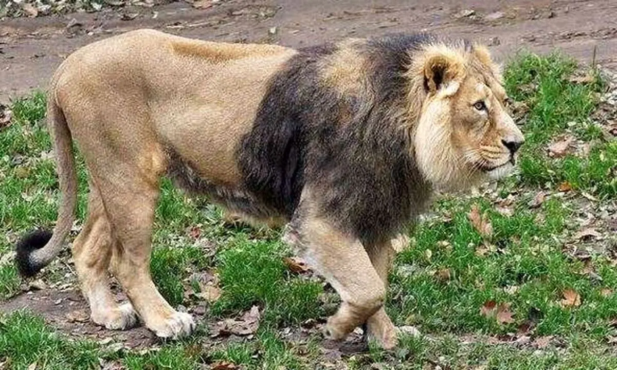 شیر نر یک بچه‌پلنگ را جلوی چشمان مادرش شکار کرد/ ویدئو