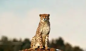 یوزپلنگی آسیب دیده در توران مشاهده شد