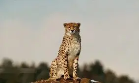 یوزپلنگی آسیب دیده در توران مشاهده شد