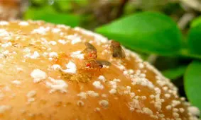 طغیان آفت مگس میوه در باغ‌های مازندران