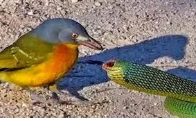 پرنده عجیبی که برای شکار مار اول چشمش را در می آورد/ ویدئو