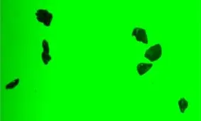 میکروپلاستیک‌ها می‌توانند مقاومت آنتی‌بیوتیکی را افزایش دهند