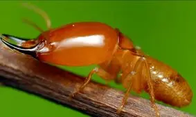 موریانه‌های وفادار | دانشمندان می‌گویند این حشرات تک‌همسر هستند