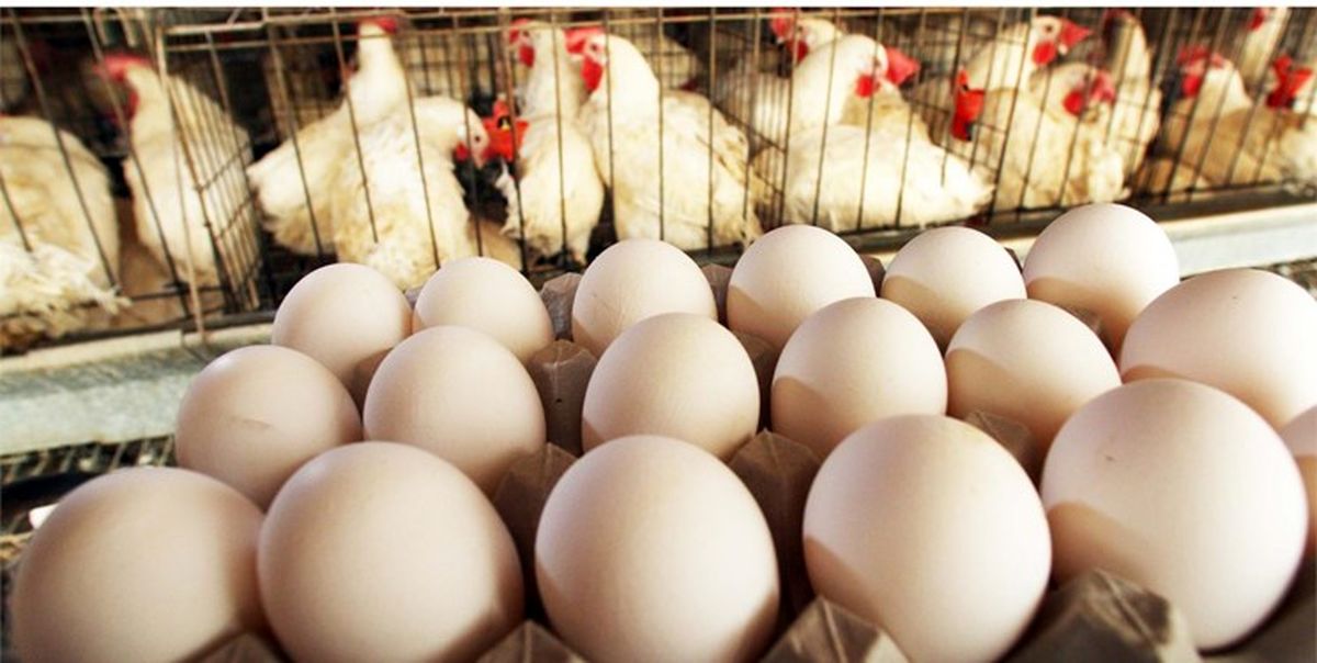 عرضه تخم‌ مرغ با قیمت‌ های مصوب/ تخم‌مرغ مورد نیاز کشور تامین است