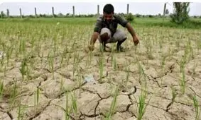 کشت برنج در خوزستان ممنوع شد