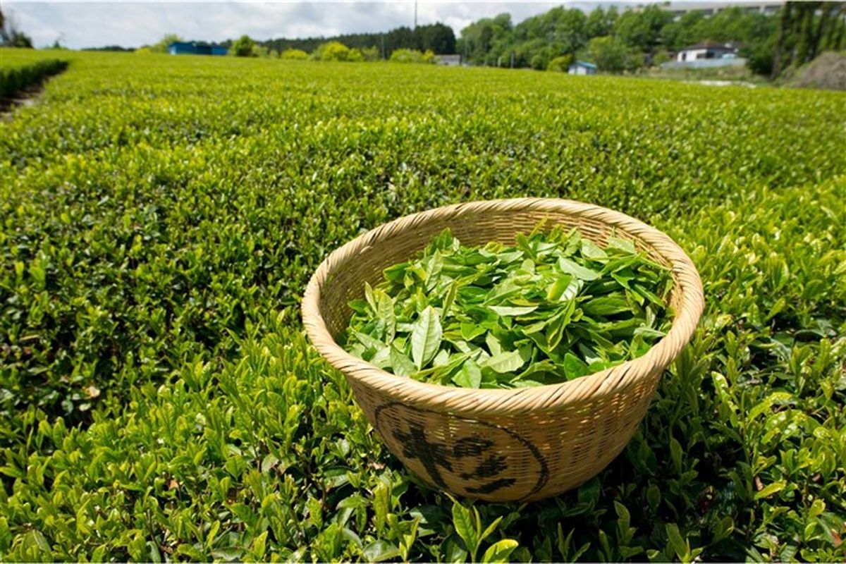 چای‌های تاریخ مصرف‌گذشته دبش روی هوا / دولت به فکر واردات چای از سریلانکا در مقابل طلب نفتی است 