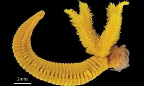 کشف کرمی که طلا می‌سازد!
