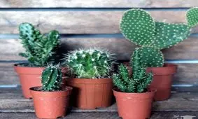 این کود طبیعی بمب انرژی برای گیاهان آپارتمانی است!