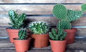 این کود طبیعی بمب انرژی برای گیاهان آپارتمانی است!