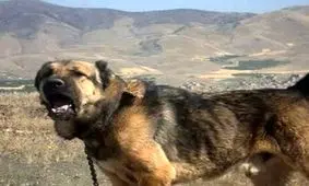 حمله سگ هار در یک روستای اهر ۷ مصدوم برجای گذاشت