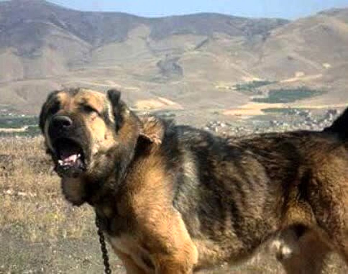 حمله سگ هار در یک روستای اهر ۷ مصدوم برجای گذاشت