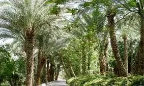 فاجعه درخت‌کشان در هرمزگان/ ویدئو