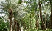 فاجعه درخت‌کشان در هرمزگان/ ویدئو