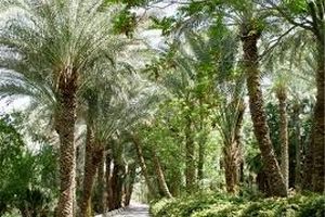 فاجعه درخت‌کشان در هرمزگان/ ویدئو