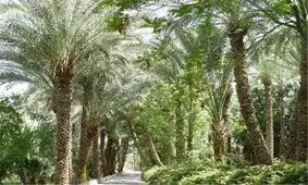 فاجعه درخت‌کشان در هرمزگان/ ویدئو