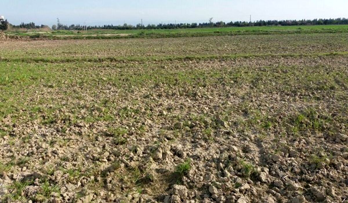 آب نرسید، اراضی زیر کشت گندم در شرق اصفهان از بین رفت و خوراک دام شد
