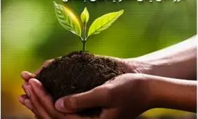 نهالکاری میلیونی پتروشیمی مارون در خوریات بندر ماهشهر/ ویدئو