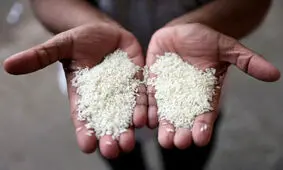 برنج پاکستانی را به مازندران می برند و به اسم برنج ایرانی می فروشند