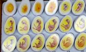 واردات تخم مرغ نطفه دار گوشتی آزاد شد