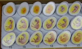 واردات تخم مرغ نطفه دار گوشتی آزاد شد