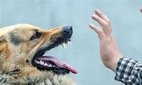 دستگیری مدیر یک کارگاه به دلیل حمله مرگبار سگ نگهبان به یک نوجوان

