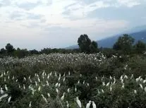 یک مستند هیچکاکی در سینما حقیقت/پرندگانی که باغ ۷ برادر را نابود کردند