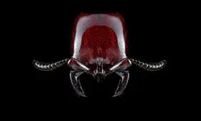 عکس‌هایی خارق‌العاده و هیولاوار از مورچه‌ها!