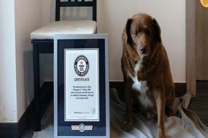«بوبی»؛ پیرترین سگ جهان در سن ۳۱ سالگی درگذشت/ ویدئو