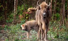 تولد اولین گاومیش کوهان‌ دار پس از قرن‌ ها در حیات‌ وحش انگلیس
