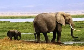 مزاحمت یک بچه فیل برای گزارشگر/ ویدئو