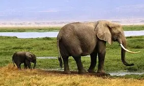 مزاحمت یک بچه فیل برای گزارشگر/ ویدئو