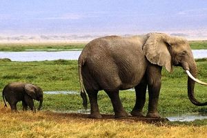 مزاحمت یک بچه فیل برای گزارشگر/ ویدئو
