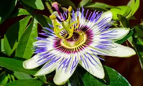 گل ساعتی، گلی با خاصیت دیازپام