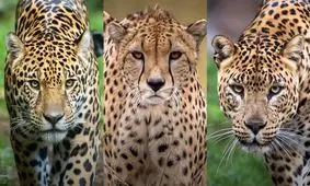چگونه می توان جگوار، چیتا و پلنگ را از هم تشخیص داد؟!/ عکس

