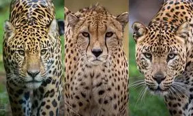 چگونه می توان جگوار، چیتا و پلنگ را از هم تشخیص داد؟!/ عکس

